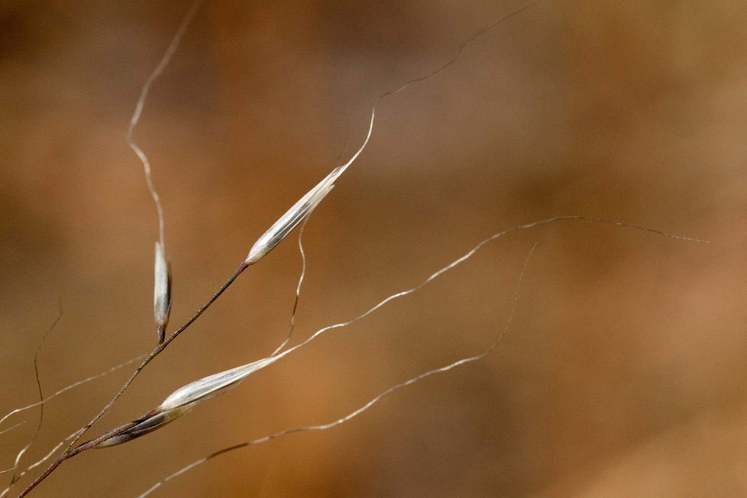 Close-up of seeds, which are very wispy with long awns