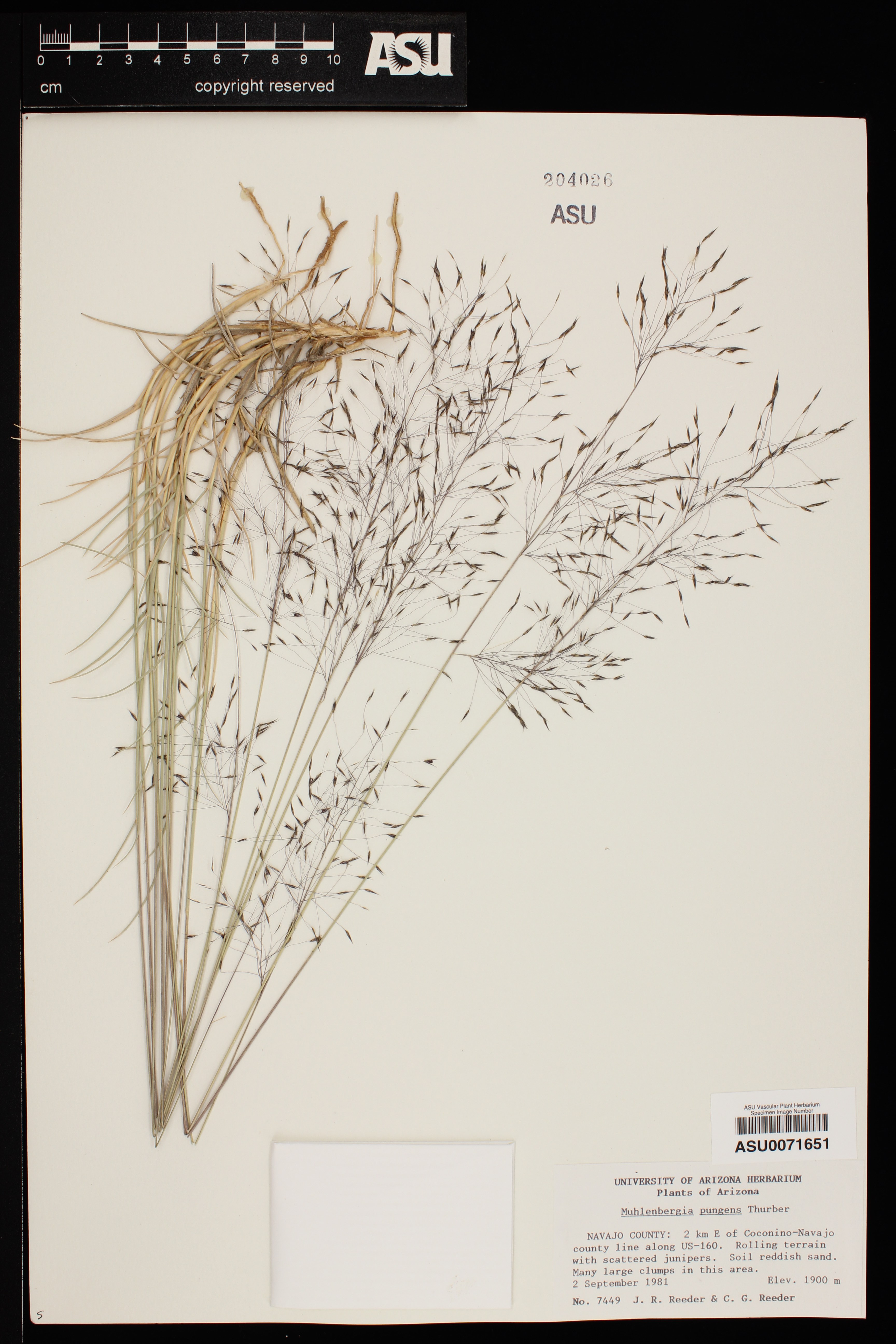 Herbarium photo of a clump of grass showing leaves and copious seedheads
