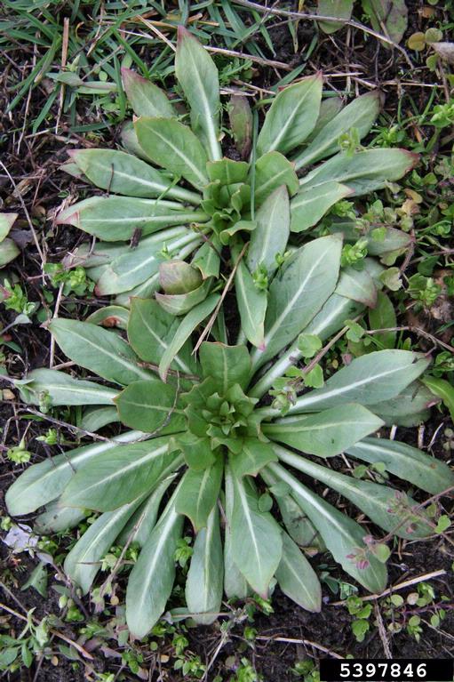 Foliage, which occurs in a basal rosette as well as along the main stem and branches