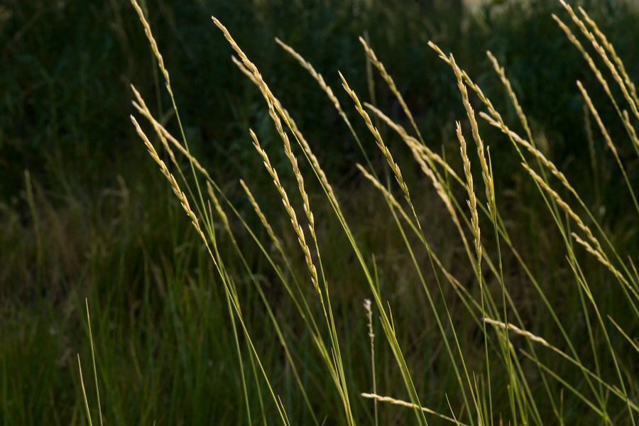 Growth habit with long, linear stems and seedheads that bend very slightly
