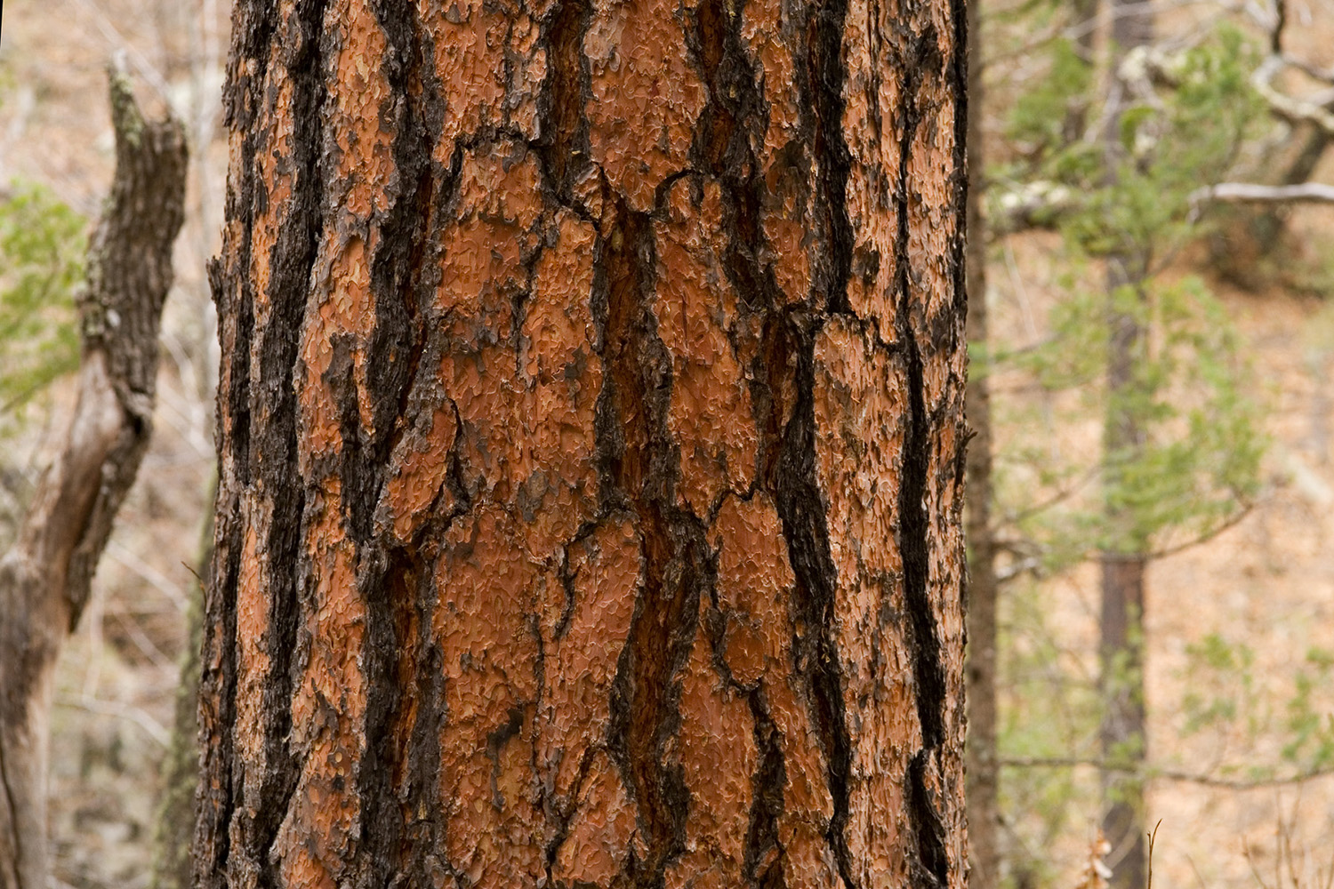 Broad plates and black lines in the characteristic bark of an older Ponderosa