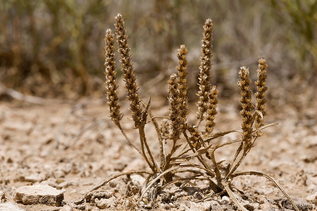 Two plants whose leaves and inflorescences have dried