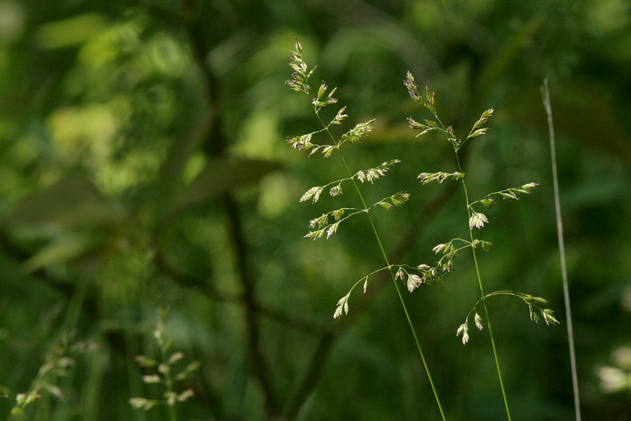 Delicate panicle with sparse seeds