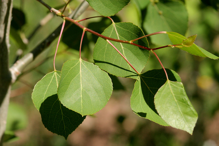 Twig showing alternate arrangement of oval, slightly serrate leaves