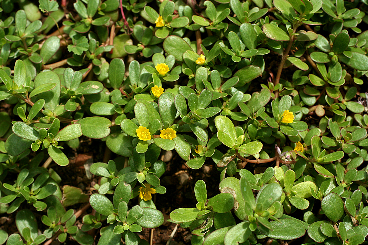 Low growth habit, close-up of bright green, shiny herb with round elliptical leaves and yellow flowers.