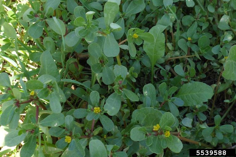 Dense foliage with small yellow flowers