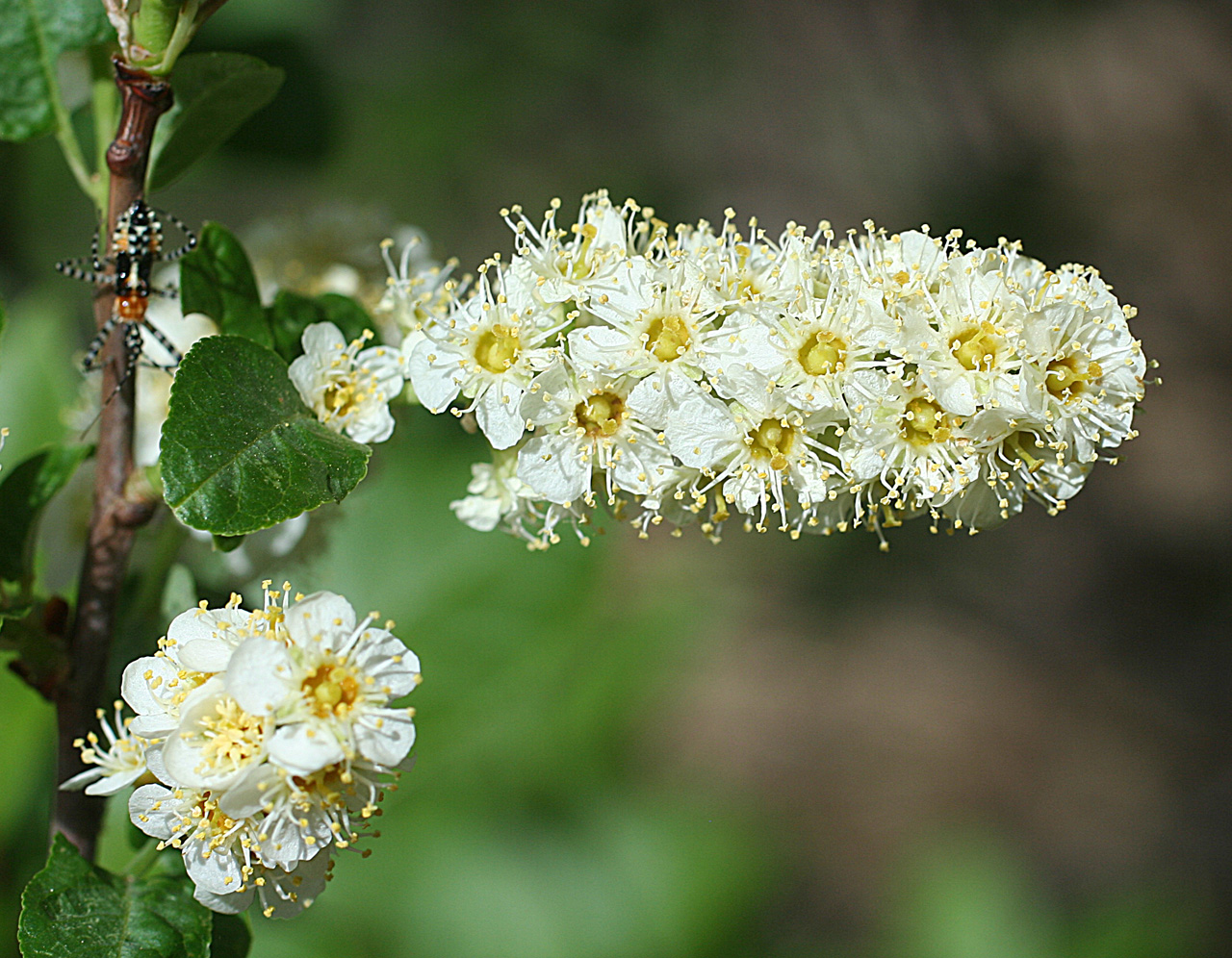 White flowers in a dense cluster