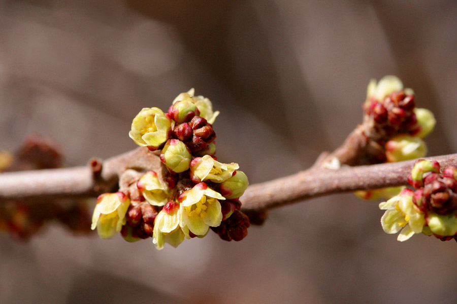 Clustered closely on this twig, tiny red buds open to reveal yellow blossoms. Red bracts remain at the base of the flower.