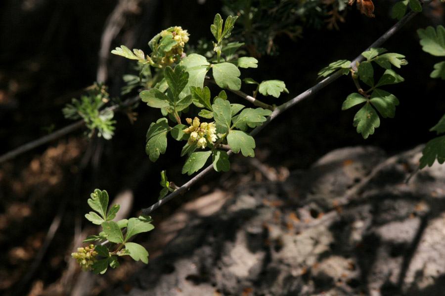 Leaves and flowers on twigs. Foliage is not densely packed on the twig.