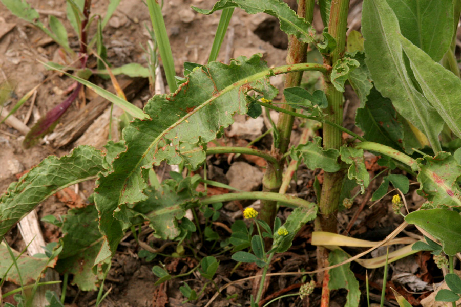 Stem with visible nodes and large, simple leaves with wavy margins and a prominent central vein