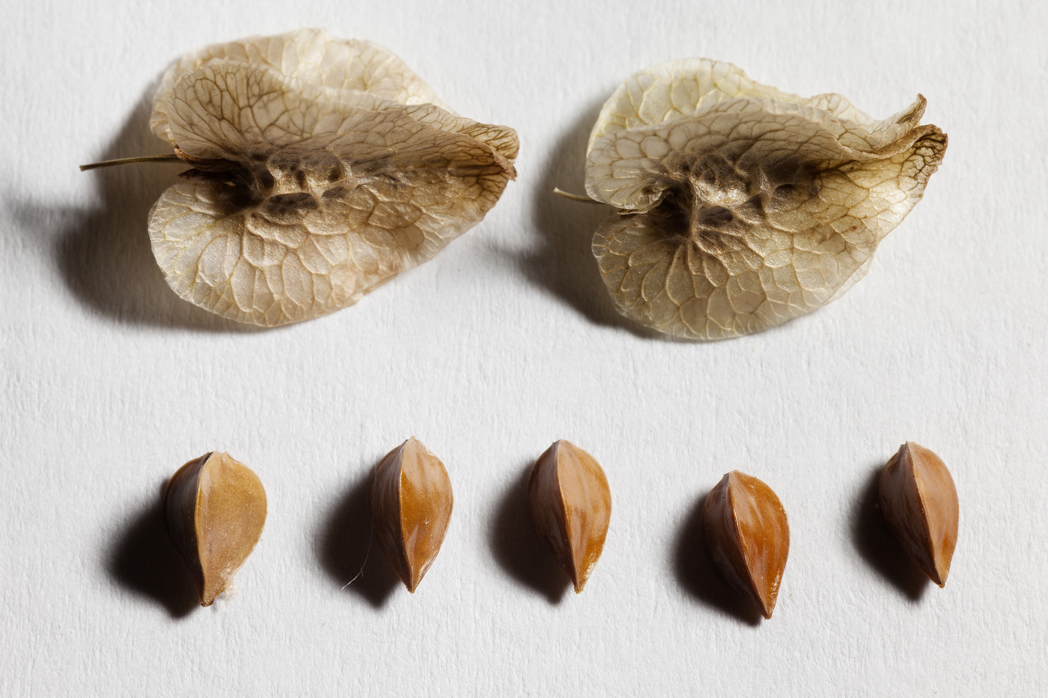 Seeds, which have a papery covering formed from the dried sepals of the flower