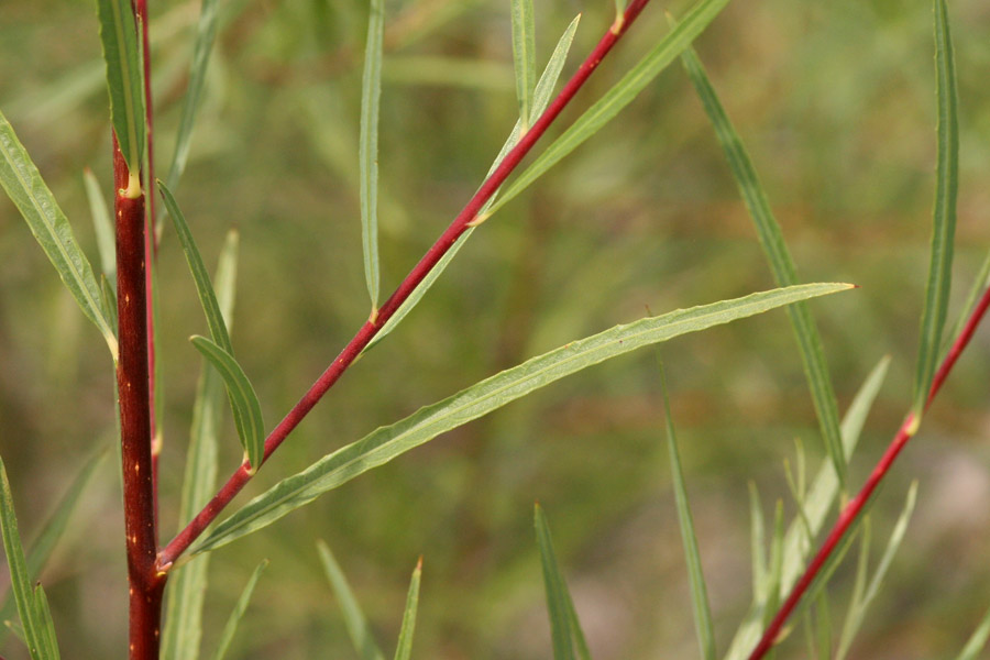 Slender red twigs and long, narrow, simple leaves
