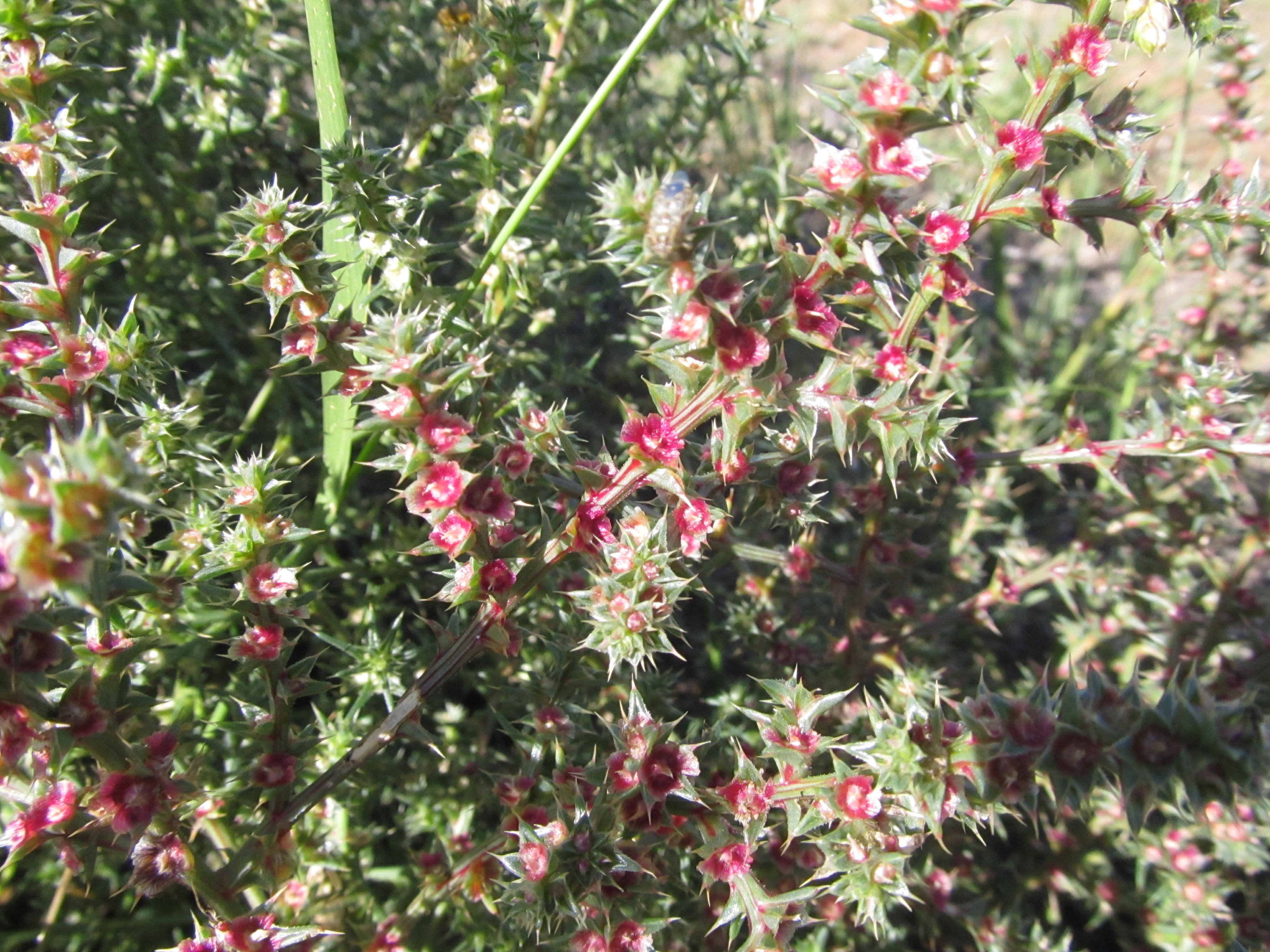 Close-up of green, flowering tumbleweed, a spiny plant with red flowers.