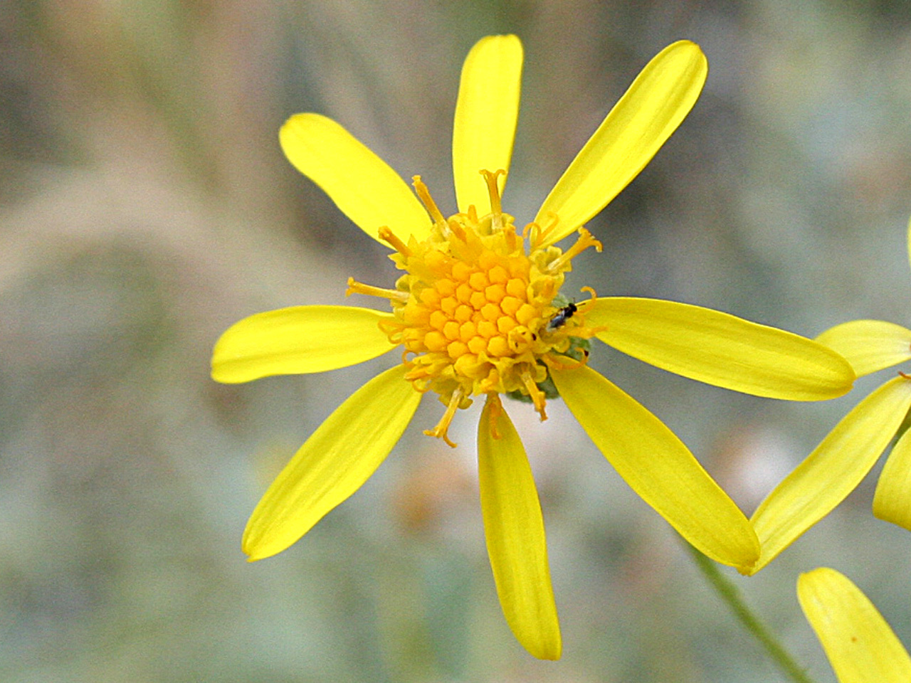 Dense, dark yellow central disk flowers and lighter yellow, sparsely arranged rays