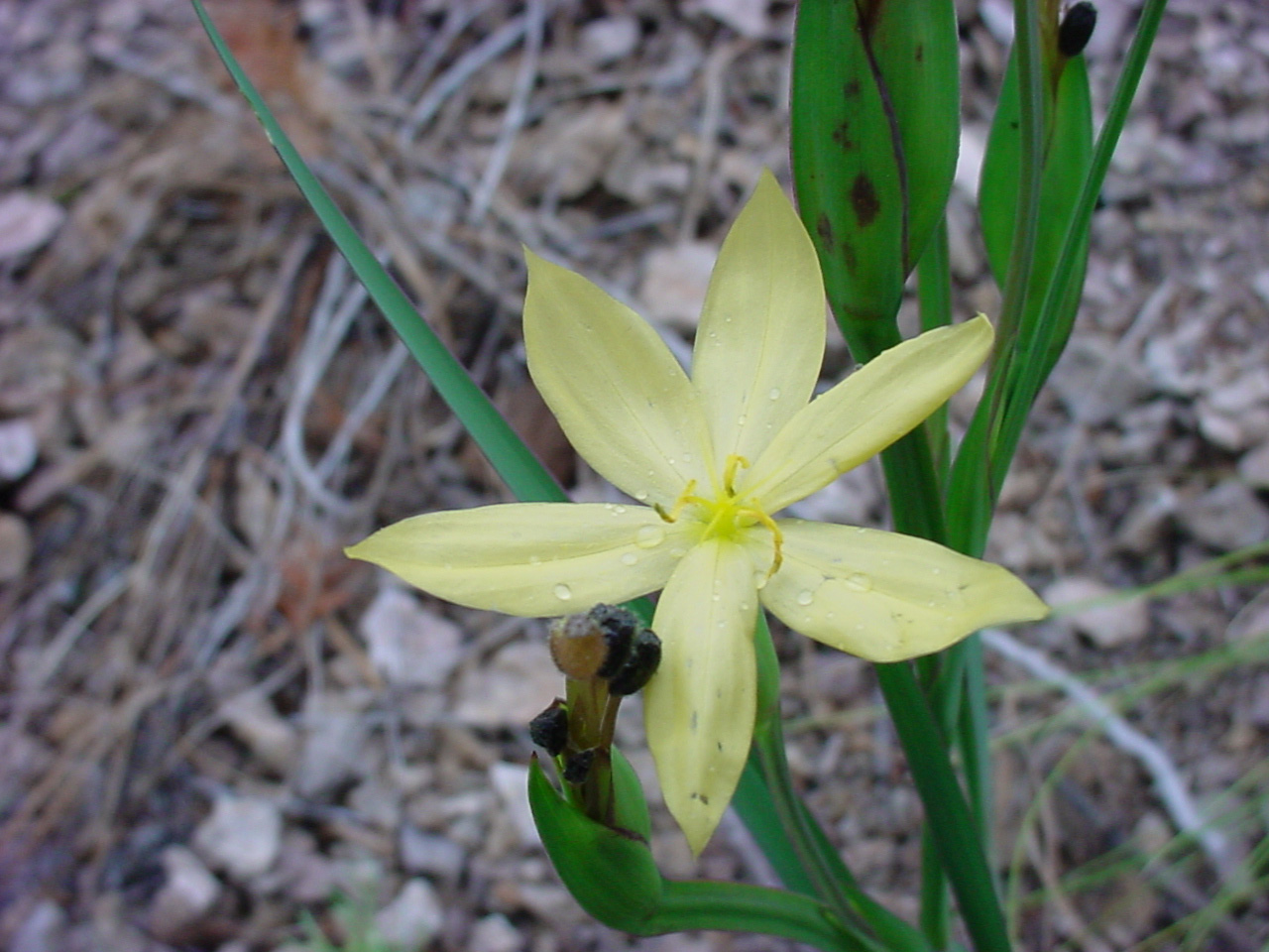 Sisyrinchium arizonicum, showing yellow flower and the bladelike leaves