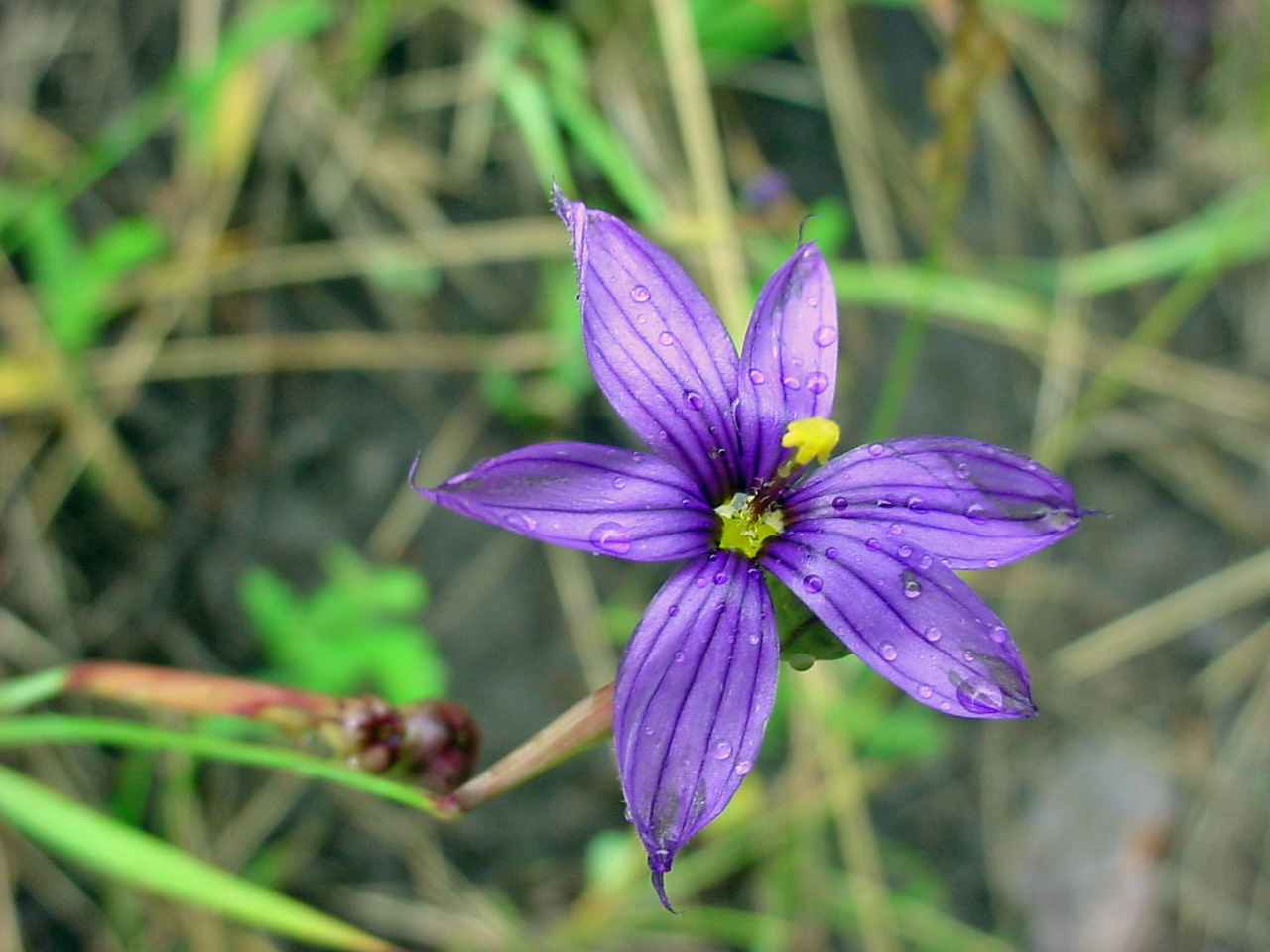 Purple/blue petals and yellow anthers of Sisyrinchium demissum