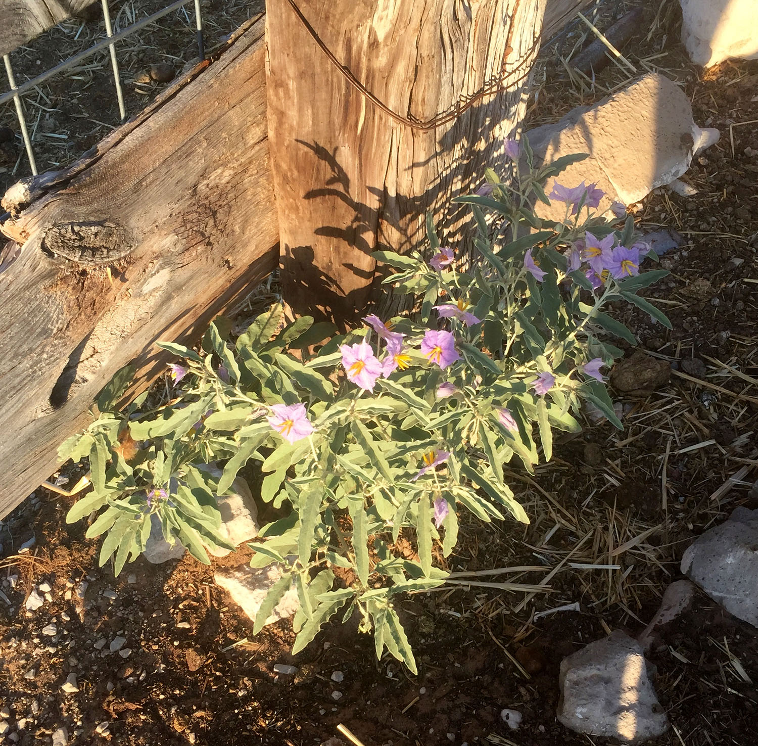 Plant growing at the base of a corral fence, with dusty gray/green foliage and a light purple flower.