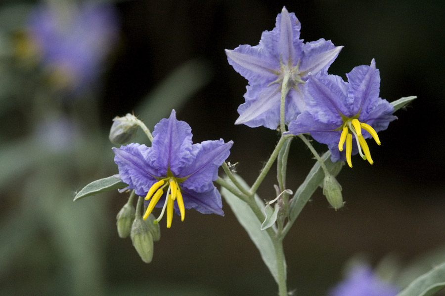 Purple, five-pointed flowers of Solanum elaeagnifolium