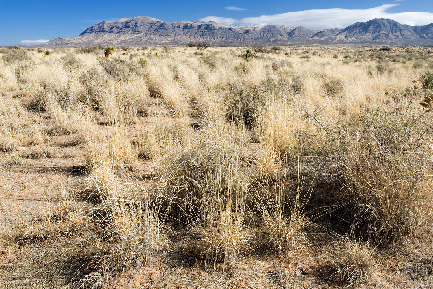 A slightly sparser grassland habitat featuring sand dropseed