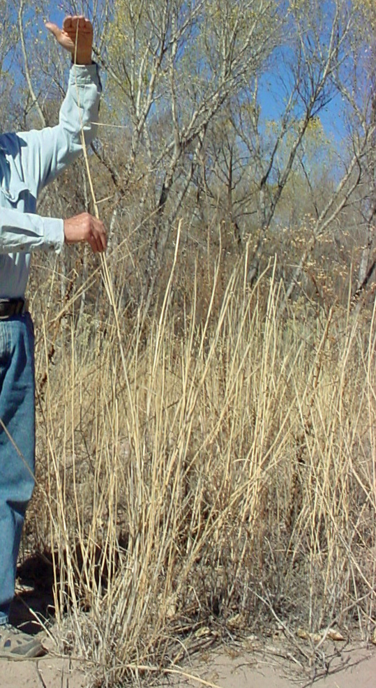 Botanist standing beside giant dropseed, showing that it is taller than he is!