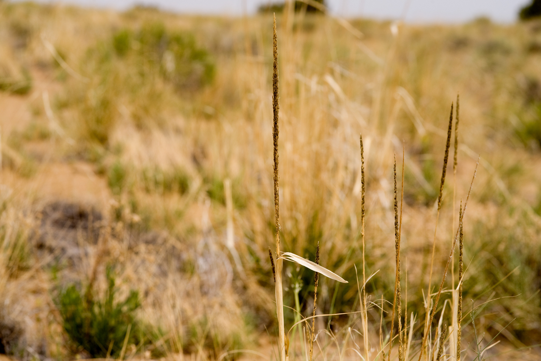 Dry seedhead, leaf sheath, and grassland habitat