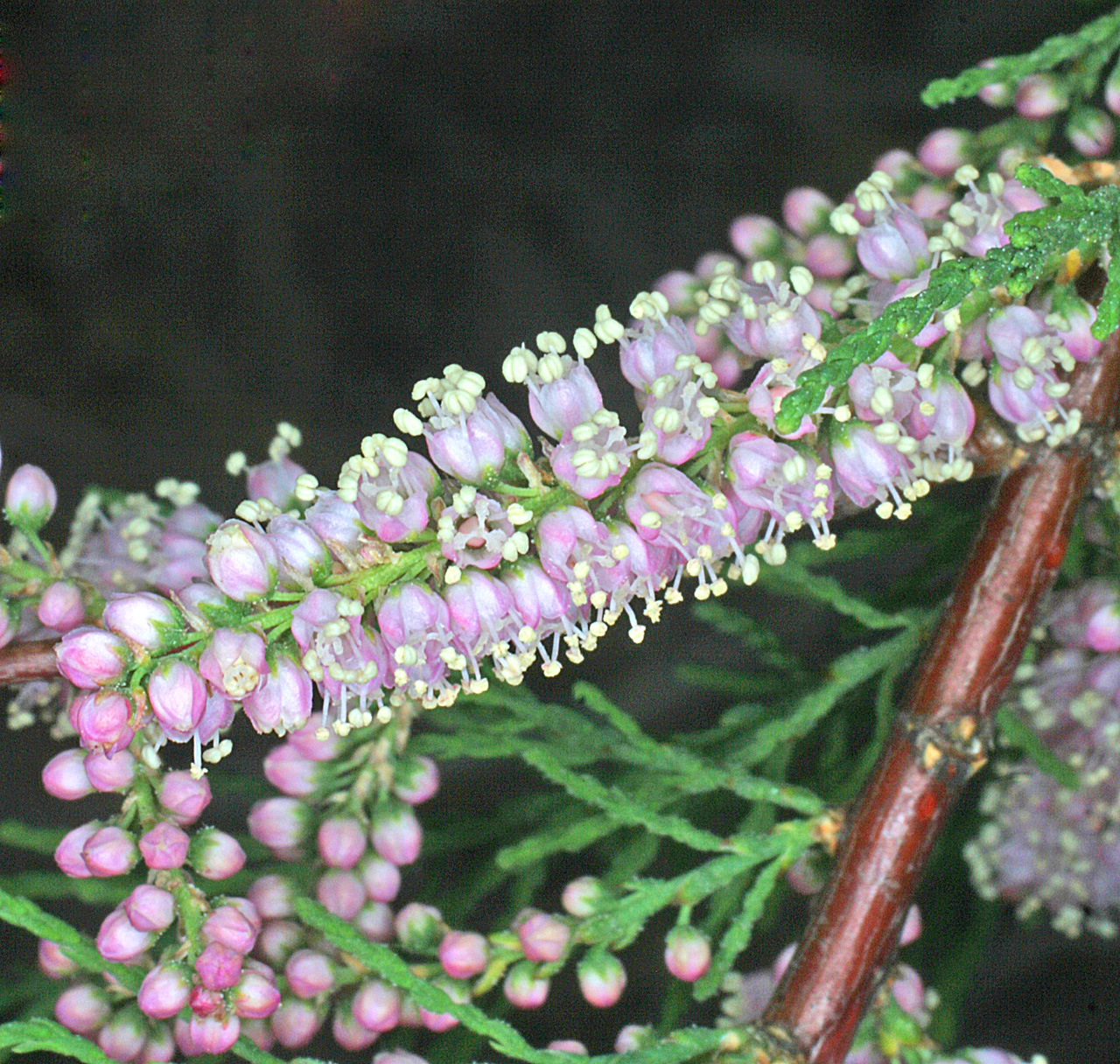 Close-up of the small pink flowers on an inflorescence. They begin as tiny, round buds, and white stamens emerge when the blossom opens