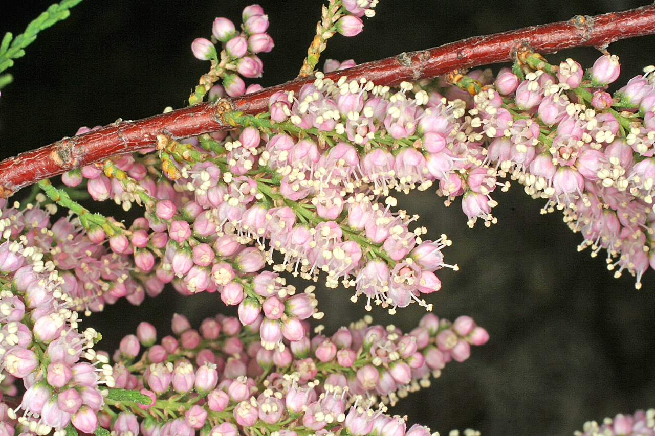 Close-up of the small pink flowers on an inflorescence. They begin as tiny, round buds, and white stamens emerge when the blossom opens