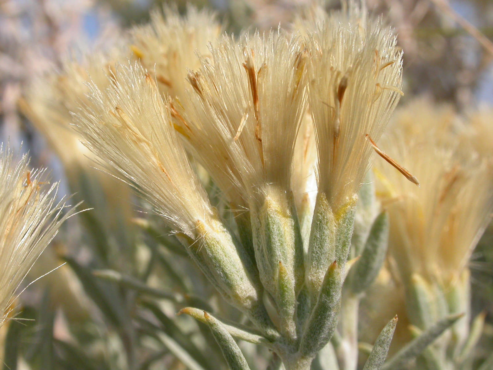 Dry flowers that have become like little paintbrushes because of their tufty seeds