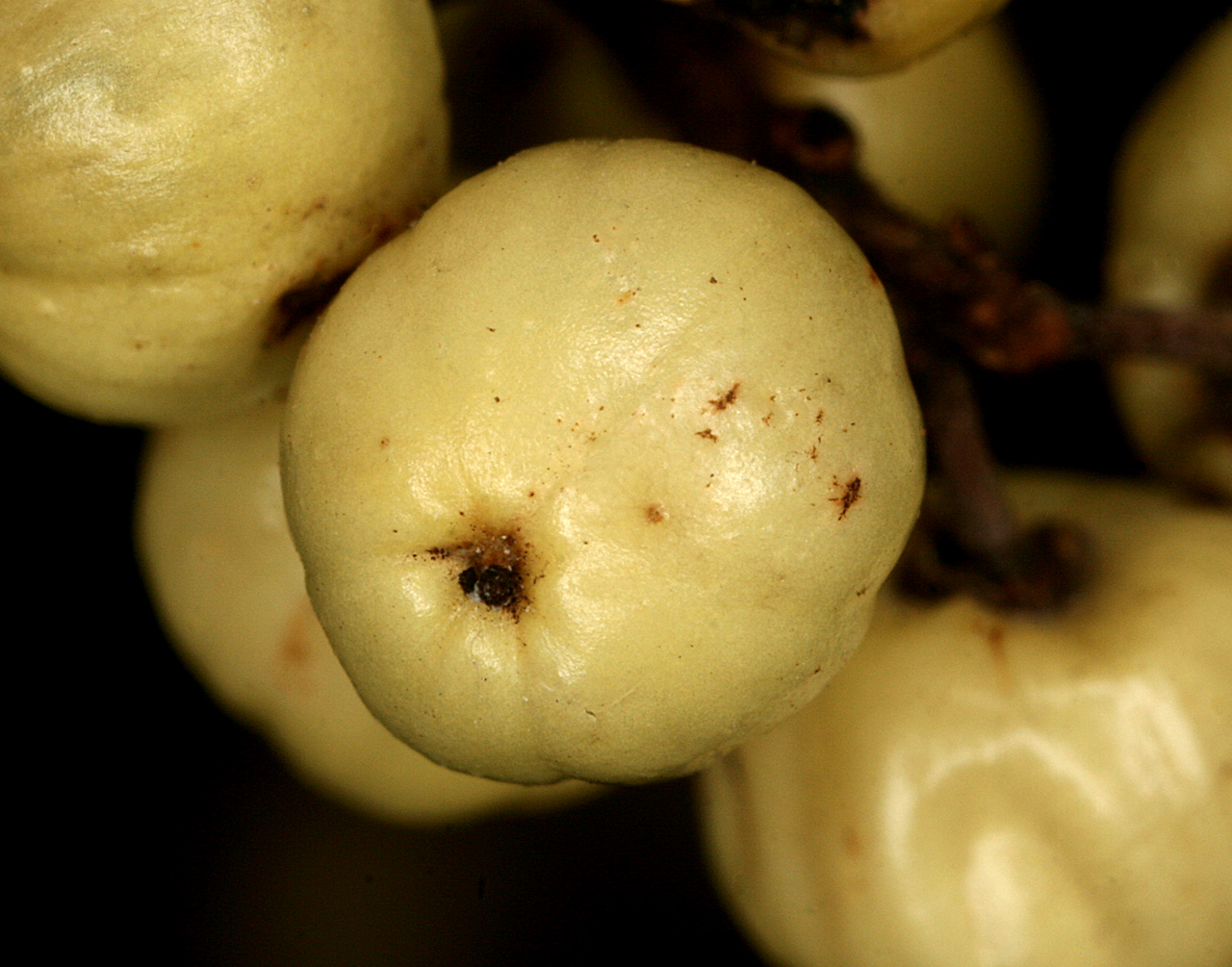 Close-up of fruits, which are a yellowish-white