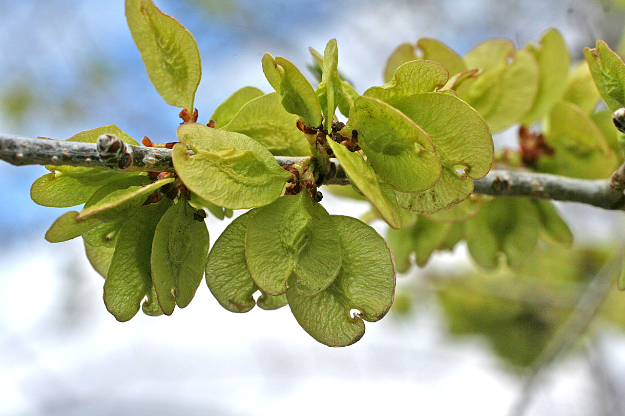 The seeds of the elm are called samaras. The seed is inclosed in a papery membrane.