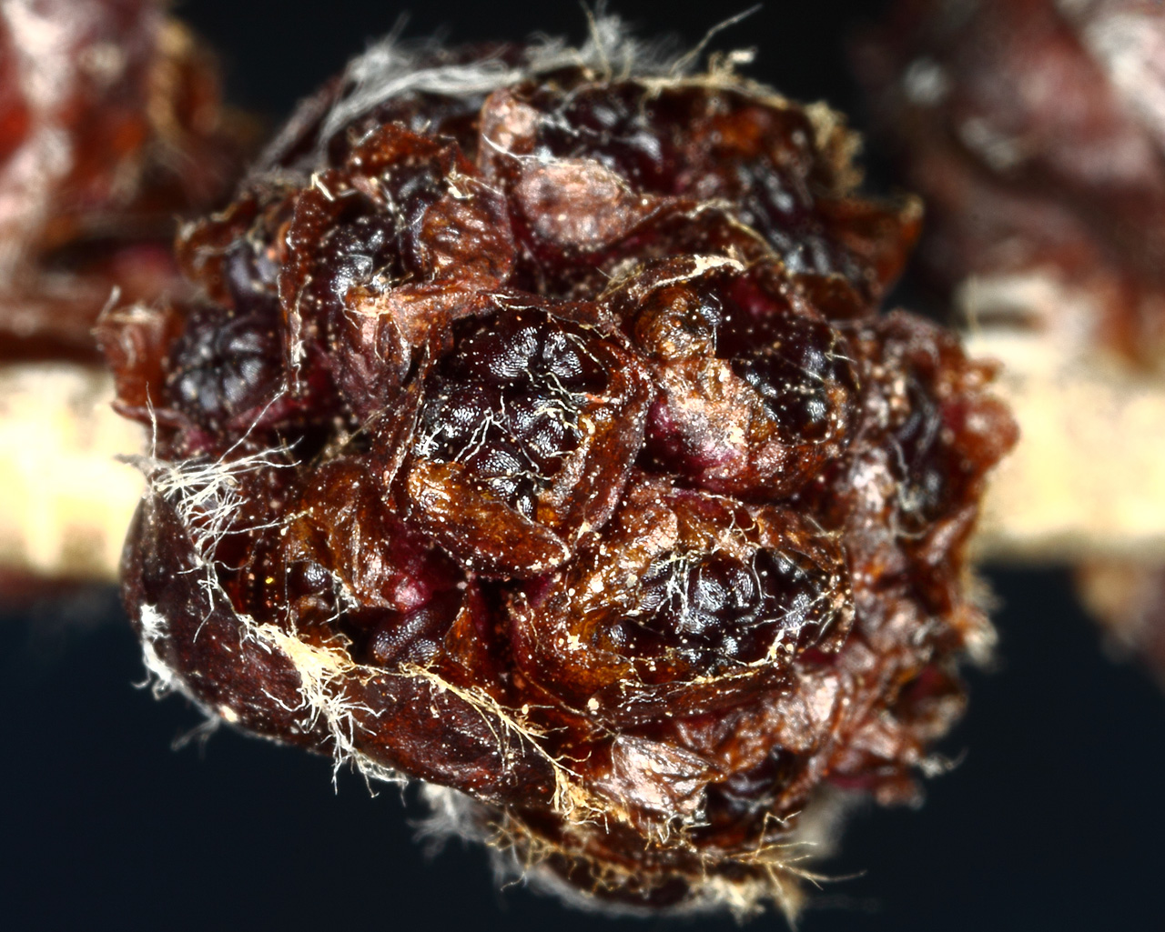 A swollen spring bud, which is deep, dark, brownish-red with tiny white hairs