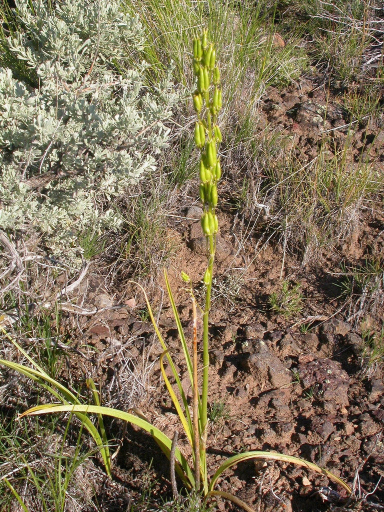 Central stalk with seeds; basal leaves visible