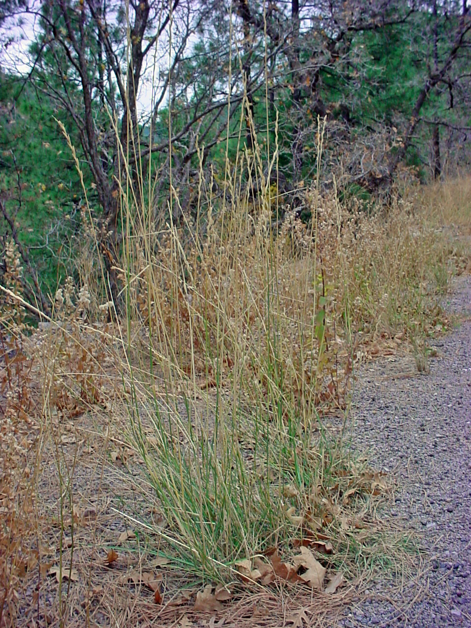 Bunch growth habit with tall, upright stems