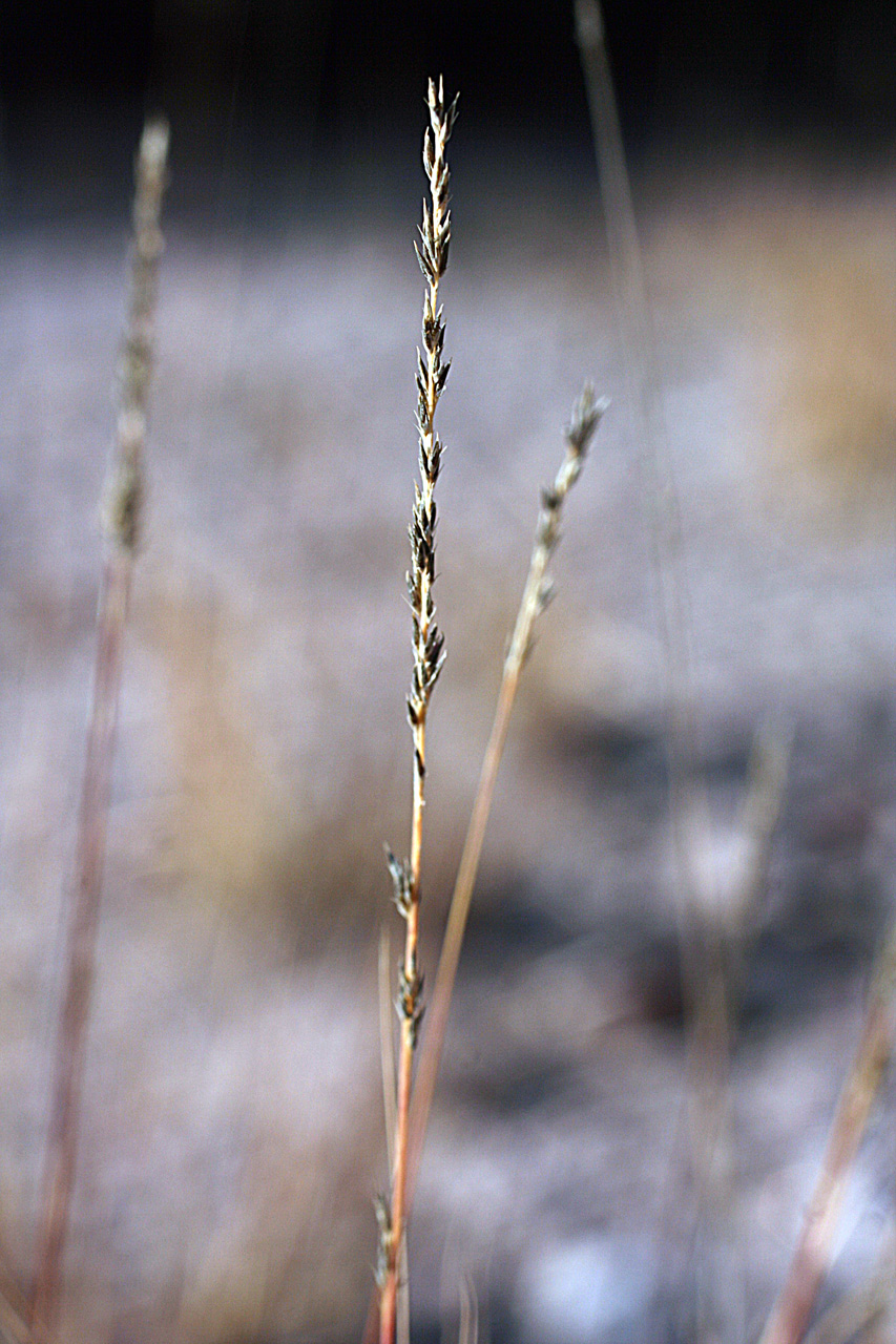 Dry spikelet showing the interrupted pattern of seeds along the axis
