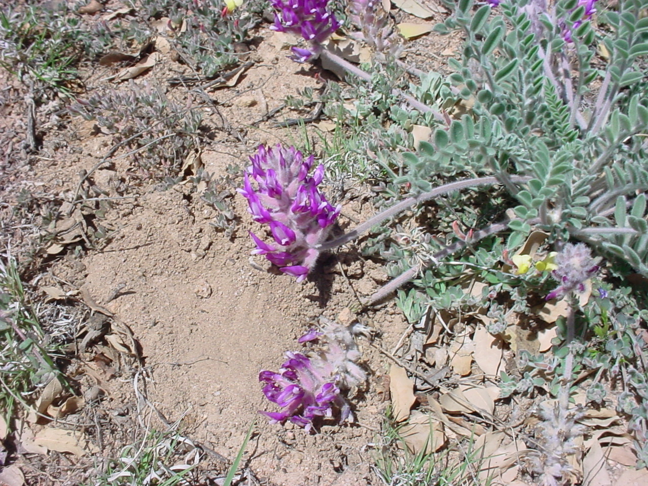 Growth habit showing a central basal rosette and inflorescences that have fallen outward due to the weight of the flowers