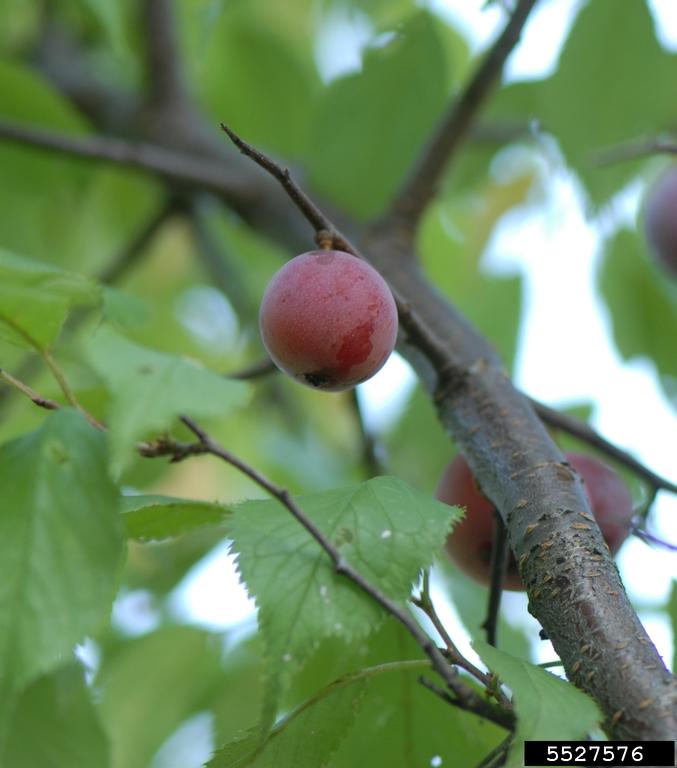Reddish-purple, globular ripe fruit and branch showing dark brown bark with smooth texture marked by small, lighter colored lines called lenticels