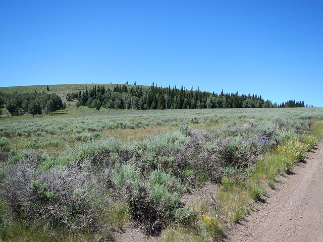 Habitat with subalpine fir and mixed conifers next to a brushland