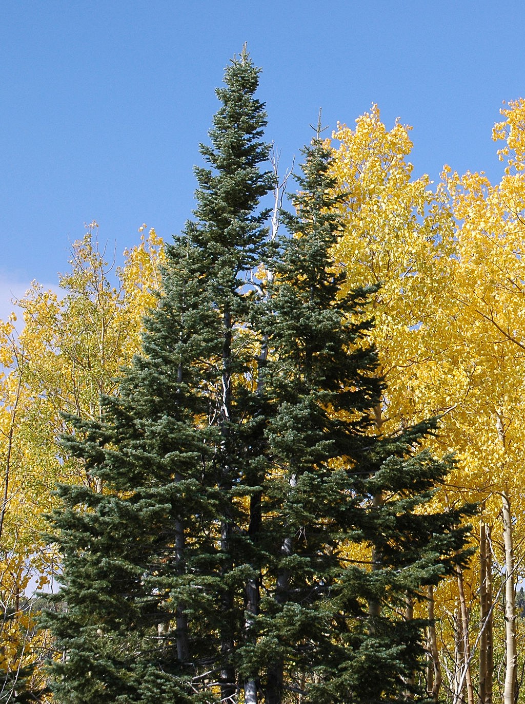 Growth habit in typical conifer profile with slightly pendulous branches