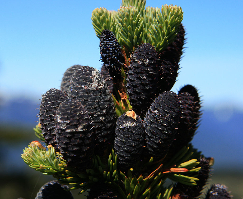 Cones of Abies lasiocarpa of a different subspecies. Cones of subspecies arizonica are similar in appearance, a striking, almost black color.