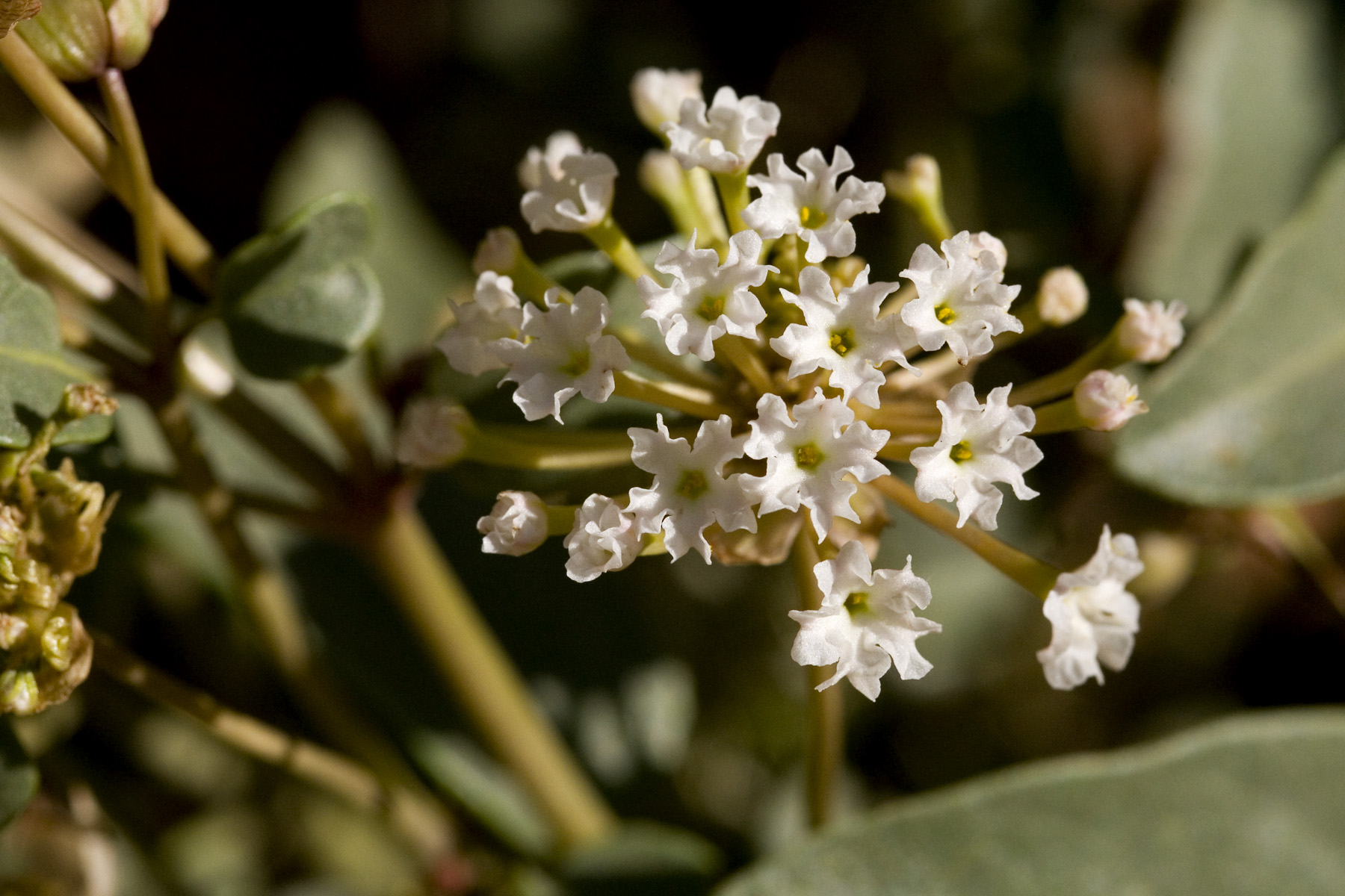 Small white flowers in a cluster