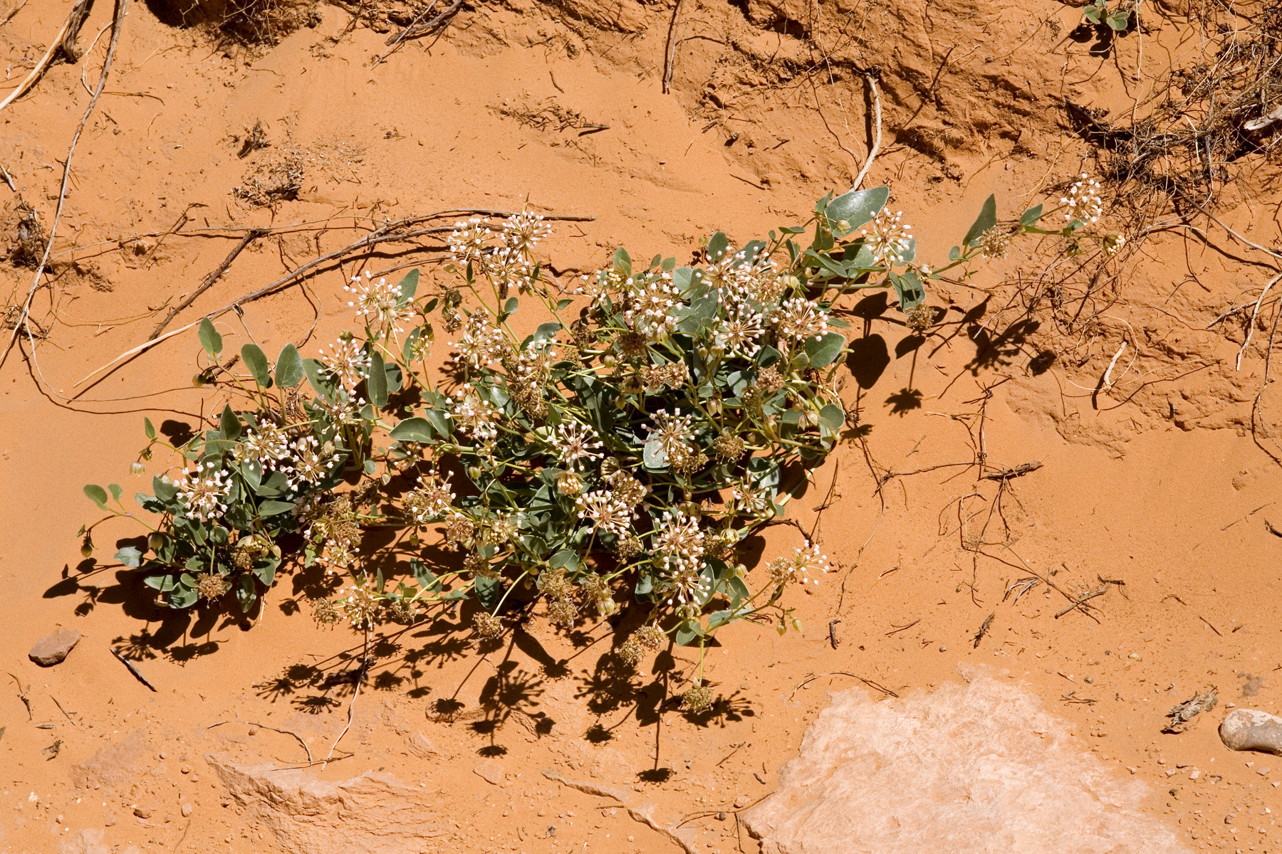 Growth habit, low and slightly sprawling