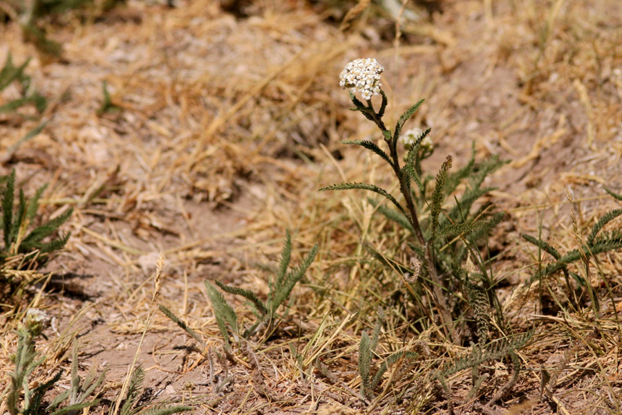 Growth habit with upright stem topped by a rounded cluster of white flowers. Feathery leaves are largely basal, but also occur higher up on the stem.
