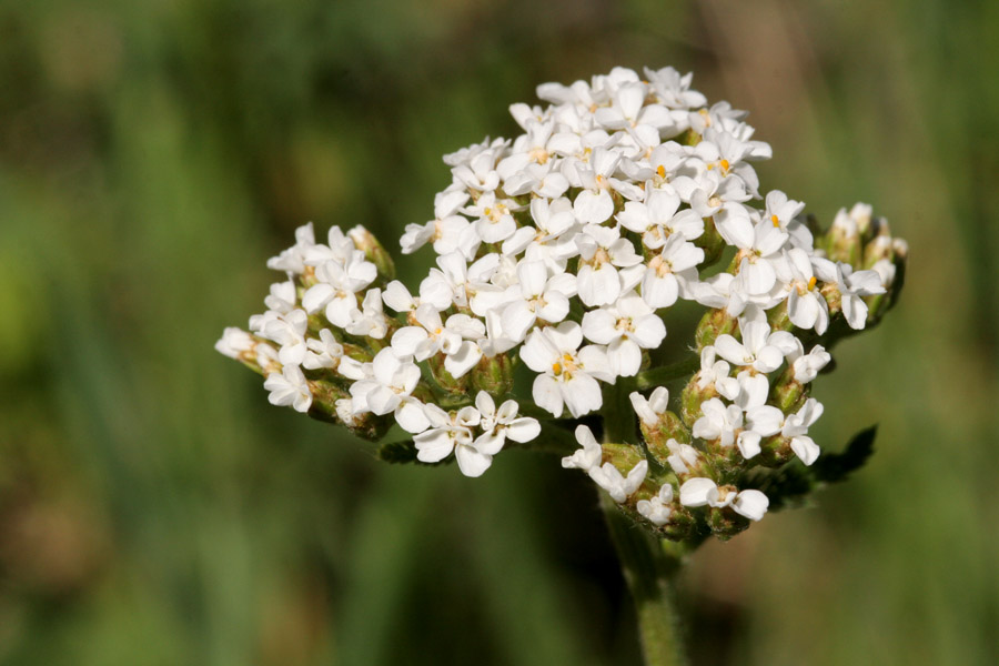 A cluster of tiny white flowers with five petals and light yellow centers
