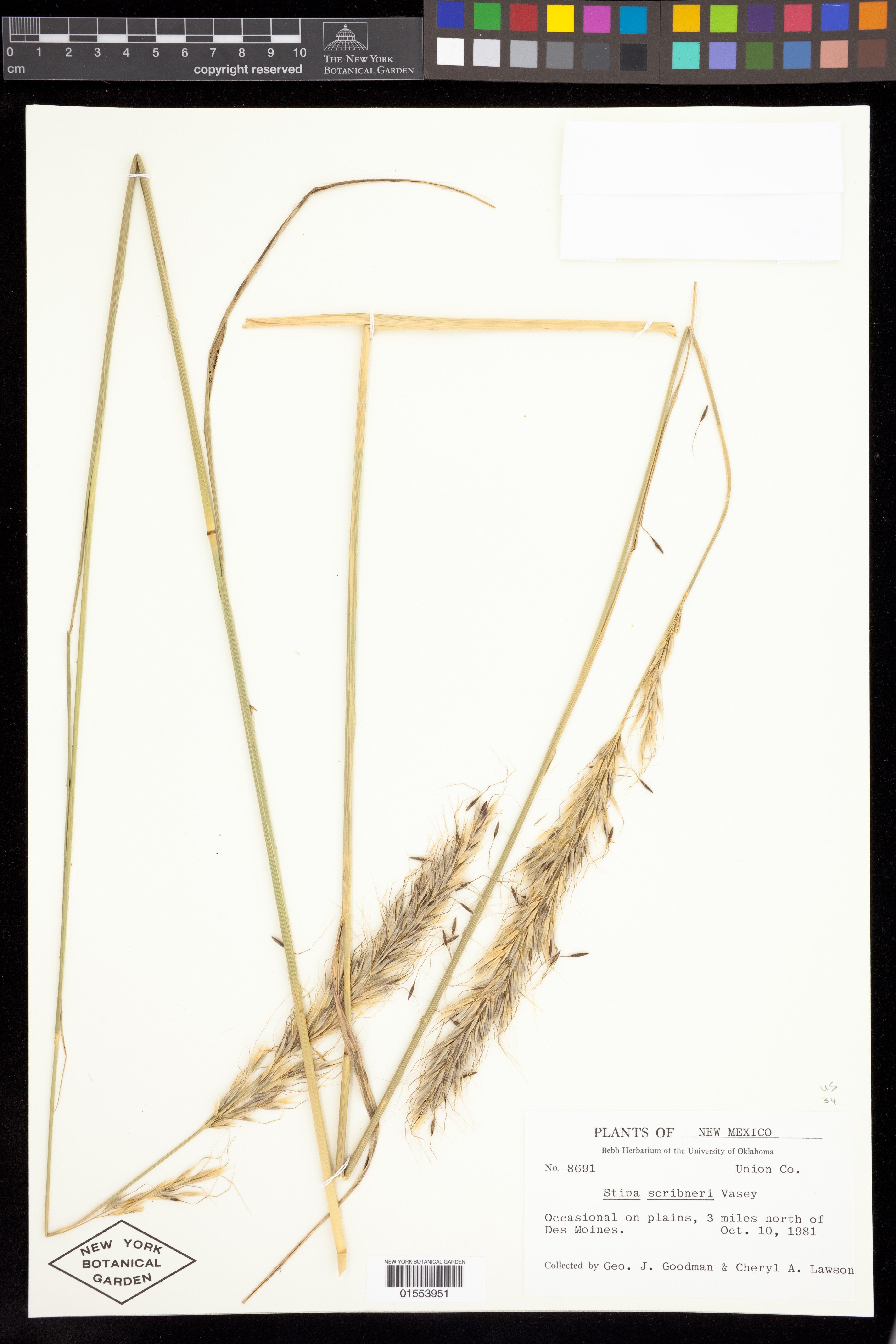 Herbarium image of grass stem and seedhead