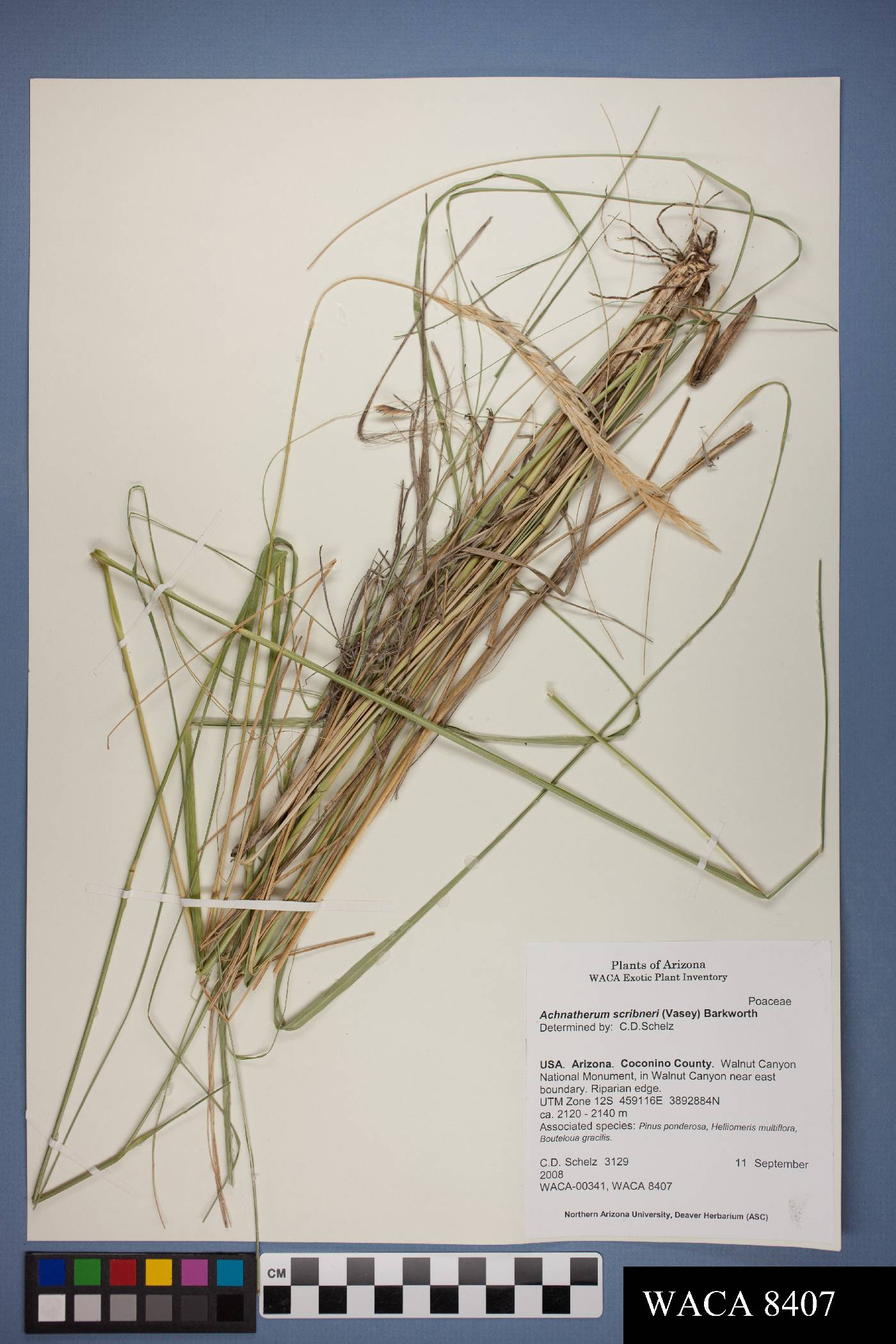 Herbarium specimen of a bunchgrass, leafy foliage