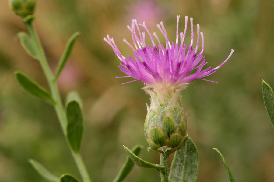 Pink flower with protruding stamens and an urn-shaped involucre beneath