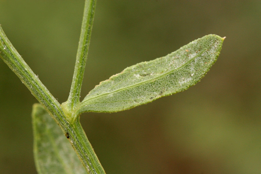 Dusky green linear leaves