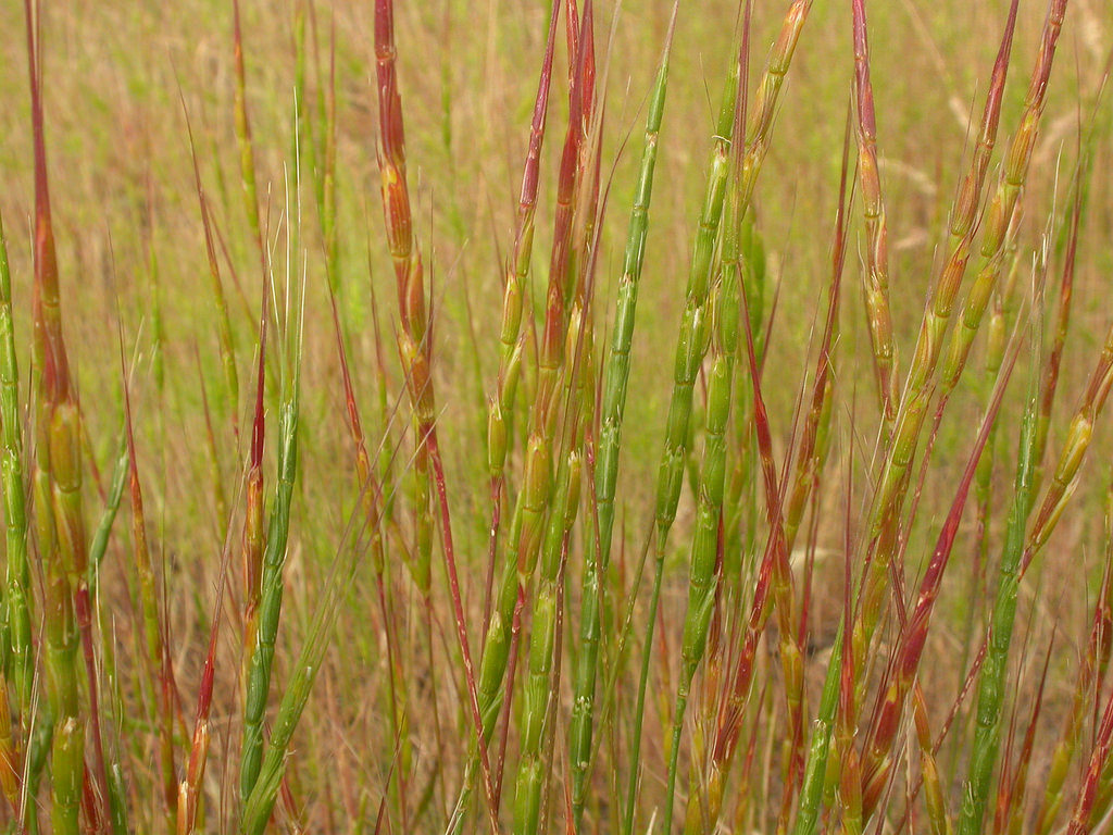 Reddish-green stems