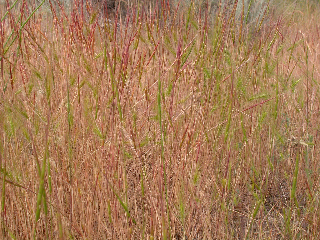 Dense growth habit