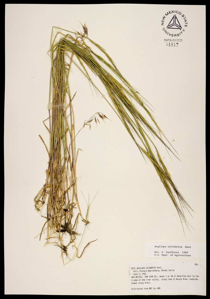 Herbarium specimen showing roots, stems, and some seeds